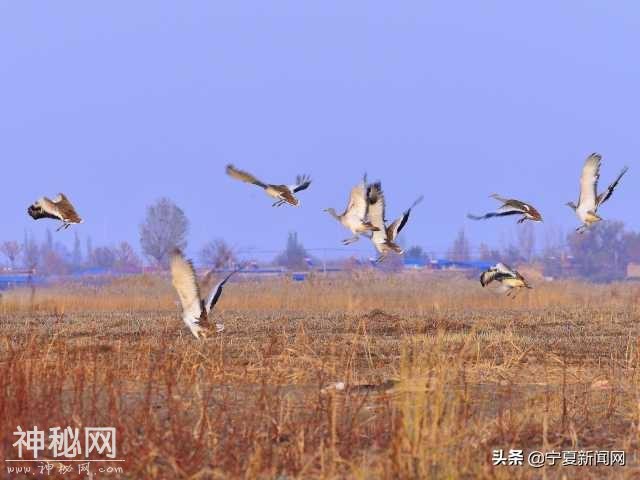 首次发现！国家一级保护动物——大鸨现身黄河宁夏平罗段-1.jpg