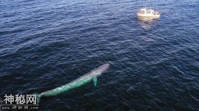 辟谣！海底一万米有未知巨型生物？只有些小鱼小虾！-3.jpg