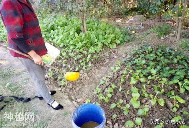 菜园怎么合理种菜，冬天也有新鲜蔬菜吃？先选蔬菜再了解这些管理-8.jpg