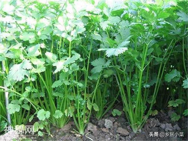 菜园怎么合理种菜，冬天也有新鲜蔬菜吃？先选蔬菜再了解这些管理-3.jpg