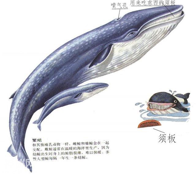 7种神奇的海洋生物，第1种是水里的刘翔，第3种见血封喉-6.jpg
