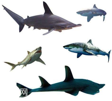 7种神奇的海洋生物，第1种是水里的刘翔，第3种见血封喉-4.jpg
