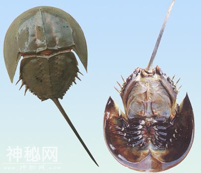 7种神奇的海洋生物，第1种是水里的刘翔，第3种见血封喉-7.jpg