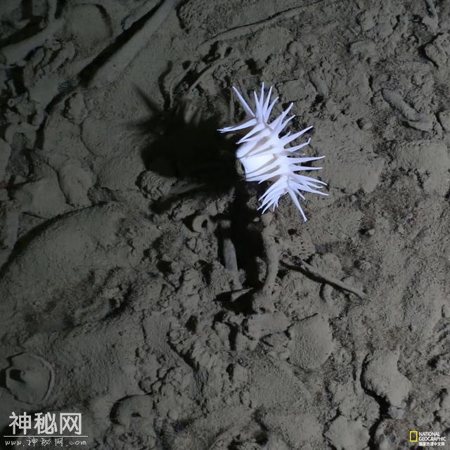 如果外星生命存在于我们的太阳系，它们可能长这样-4.jpg