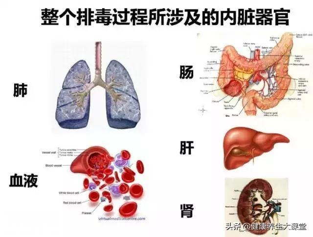 排毒是治疗一切疾病的钥匙，无毒一身轻-1.jpg