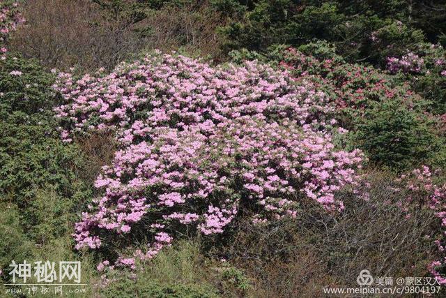 绿水青山神农架 ---有野人吗-31.jpg