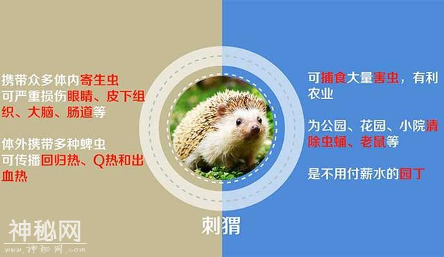 野生动物的“身体密码”：一面天使 一面魔鬼-5.jpg
