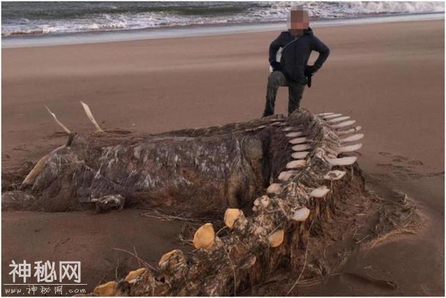 英国海滩发现巨大神秘骨架，当地人称是“尼斯湖水怪”-1.jpg