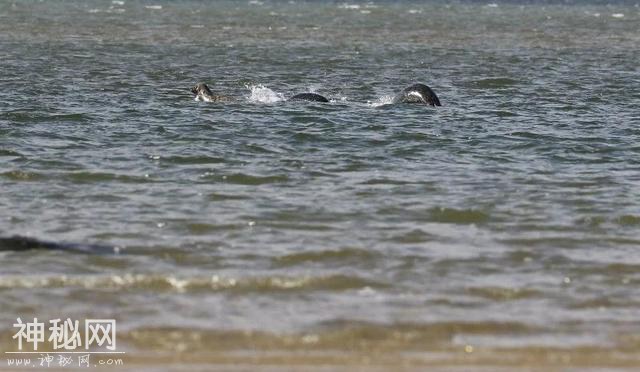 英国海滩发现巨大神秘骨架，当地人称是“尼斯湖水怪”-4.jpg