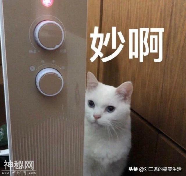 笑话八则：女神：来我家吧，没人。敲了一个小时后，发现真的没人-5.jpg