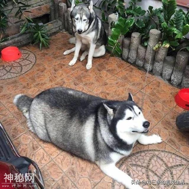 笑话八则：女神：来我家吧，没人。敲了一个小时后，发现真的没人-7.jpg