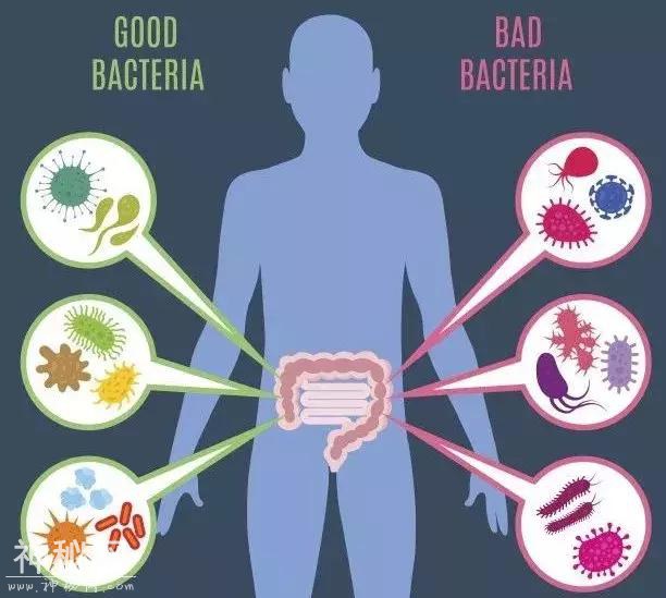 细菌都是有害的？专家表示：人体太多的机能都依赖细菌！-4.jpg