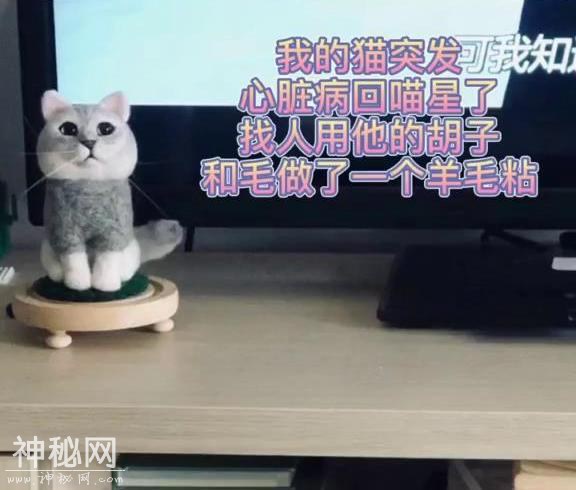 铲屎官定制玩偶纪念离世爱猫，家里的狗子看到后：你终于回来了-2.jpg