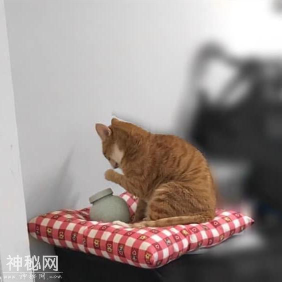 铲屎官定制玩偶纪念离世爱猫，家里的狗子看到后：你终于回来了-9.jpg