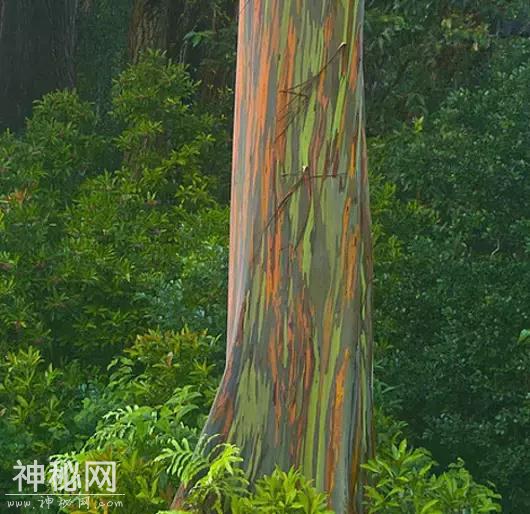 14个最疯狂的自然现象-15.jpg