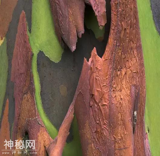 14个最疯狂的自然现象-16.jpg