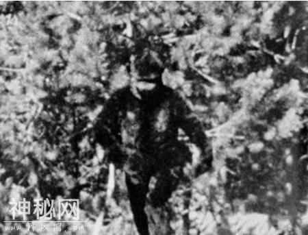 世界史上十大未知神秘生物：太平洋海蛇露出真身-1.jpg