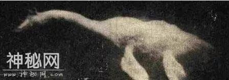 世界史上十大未知神秘生物：太平洋海蛇露出真身-6.jpg