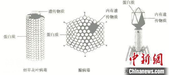 关于病毒你了解多少？-1.jpg