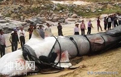奇闻异事之喀纳斯湖水怪事件-10.jpg