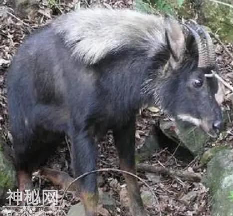 世界上5种神秘的未知生物，第3种曾被人多次目击发现！驺虞？-4.jpg