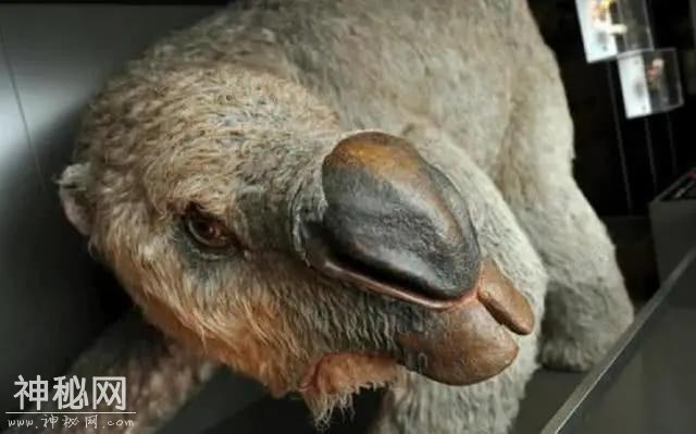世界上5种神秘的未知生物，第3种曾被人多次目击发现！驺虞？-1.jpg