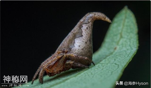 近几年刚发现的奇特生物 会发光 像魔法帽 更有画蛇添足现实版-1.jpg