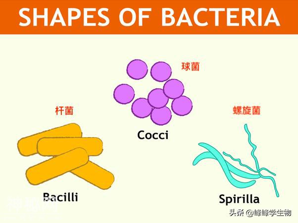 细菌是个啥，看这一篇就够了-3.jpg