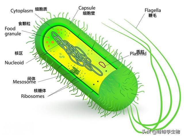 细菌是个啥，看这一篇就够了-6.jpg