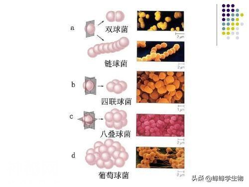 细菌是个啥，看这一篇就够了-5.jpg