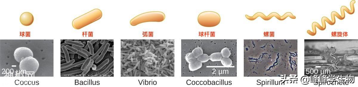 细菌是个啥，看这一篇就够了-4.jpg