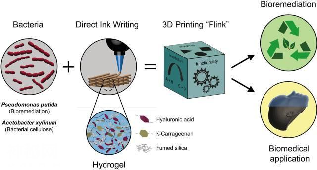 3D 全新细菌“墨水”生物打印可呈现任何三维结构-3.jpg