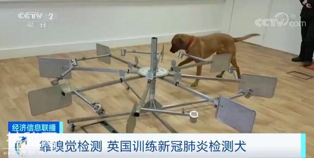 感染病毒有特殊体味？英国：正训练“检测犬”，已能筛查癌症疟疾-2.jpg