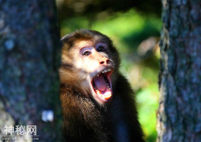 世界上有没有野人？60年前，12岁放牛姑娘遇到的奇怪生物是什么？-8.jpg