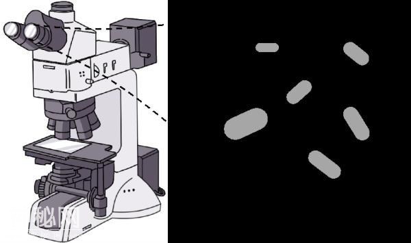 细菌大小是怎么决定的？-1.jpg