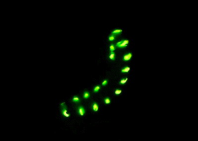 贵州桐梓市民发现草丛里神秘虫子，周身发绿色荧光-2.jpg