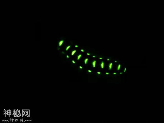 贵州桐梓市民发现草丛里神秘虫子，周身发绿色荧光-1.jpg