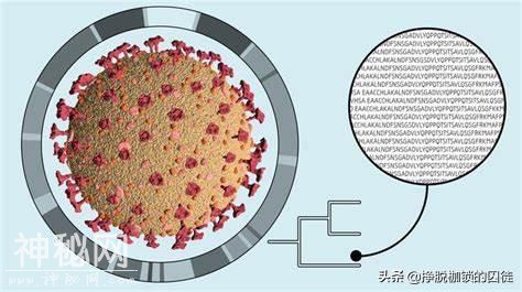 新冠病毒不断变异，传染性增强了吗？-1.jpg