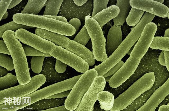 你的双手沾满了细菌——4000多种细菌，80万个菌落单位-3.jpg