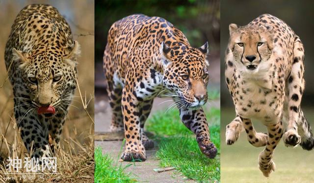 辟谣：猎豹、美洲豹都不是豹，严格意义上的豹只有一类-2.jpg