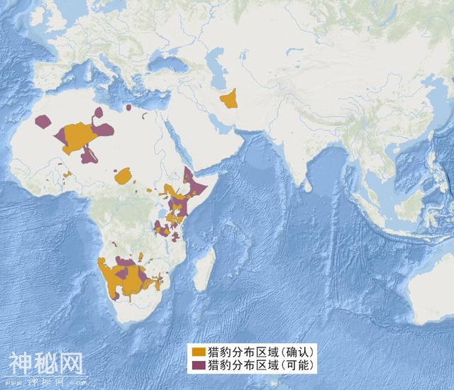 辟谣：猎豹、美洲豹都不是豹，严格意义上的豹只有一类-10.jpg