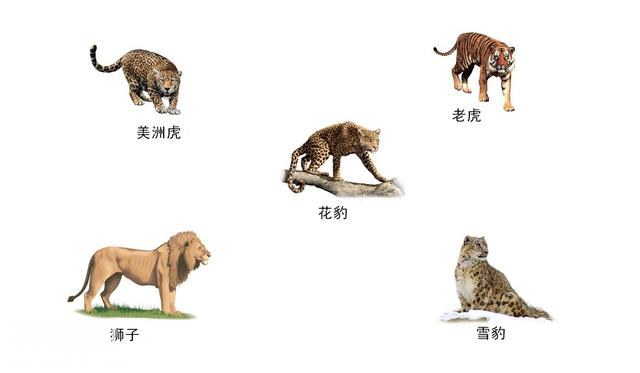 辟谣：猎豹、美洲豹都不是豹，严格意义上的豹只有一类-6.jpg