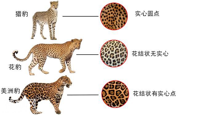 辟谣：猎豹、美洲豹都不是豹，严格意义上的豹只有一类-13.jpg
