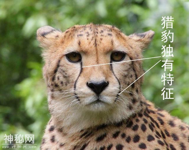 辟谣：猎豹、美洲豹都不是豹，严格意义上的豹只有一类-12.jpg