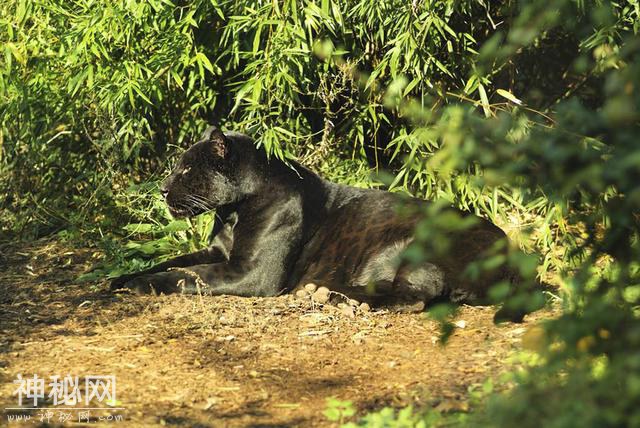 辟谣：猎豹、美洲豹都不是豹，严格意义上的豹只有一类-18.jpg