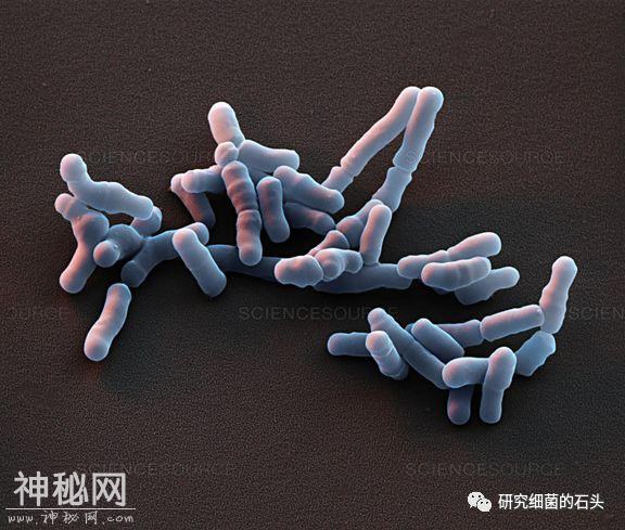 收藏｜56张图片带您认识细菌长啥样？-48.jpg