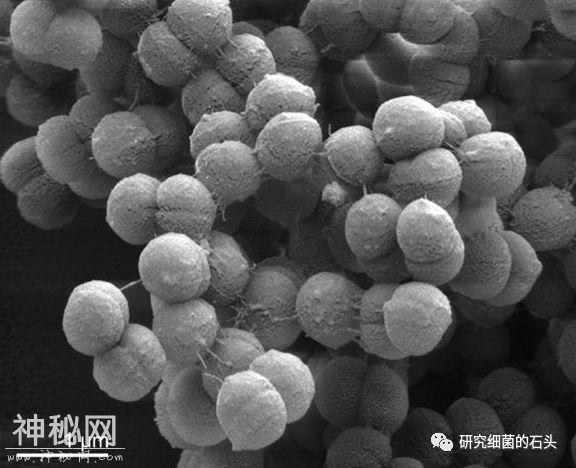 收藏｜56张图片带您认识细菌长啥样？-52.jpg