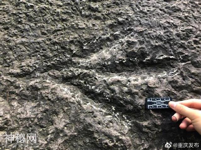 重磅发现！侏罗纪早期最强肉食恐龙曾出没重庆城区-3.jpg
