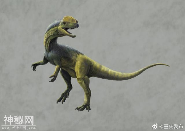 重磅发现！侏罗纪早期最强肉食恐龙曾出没重庆城区-5.jpg