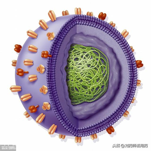 细菌和病毒有何不同？哪个更易致感染性疾病？药师一文为您讲清楚-3.jpg